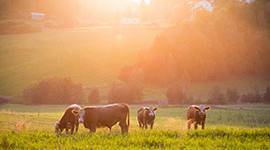 Cows grazing in a pasture at sunset.
