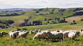 Sheep grazing on scenic hillside