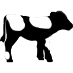 Calf with Spots